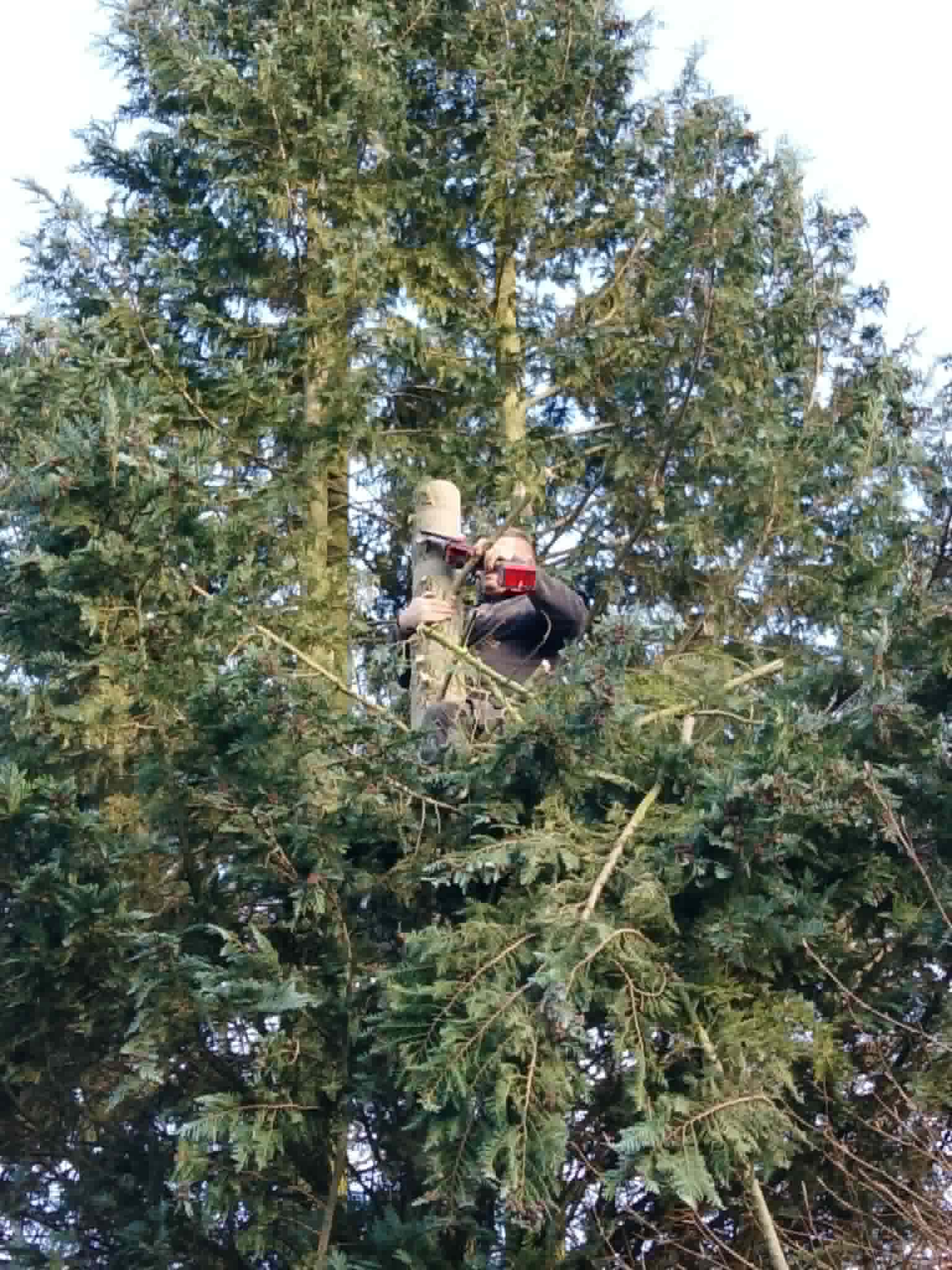 Baumfällung